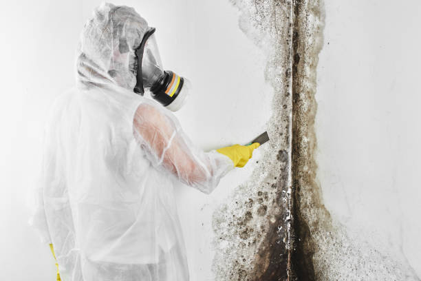 Best Emergency Mold Removal  in Warm Springs, CA