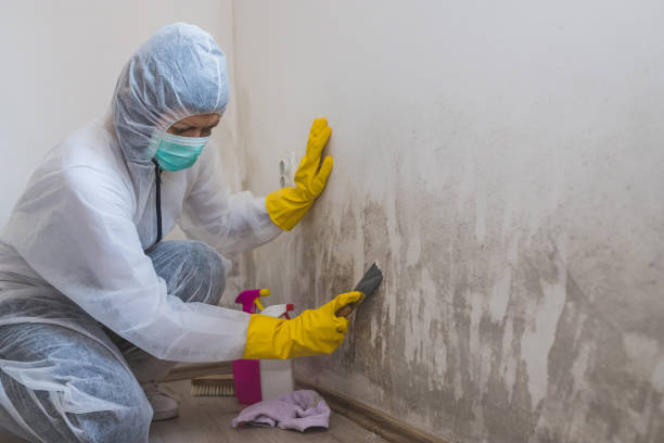 Best Best Mold Removal Companies  in Warm Springs, CA