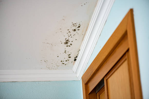 Best Home Mold Removal  in Warm Springs, CA