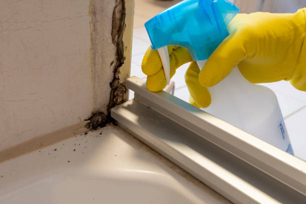 Best Local Mold Removal Service  in Warm Springs, CA