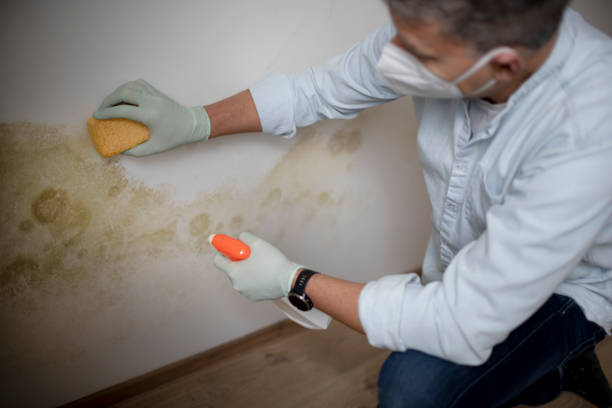 Best Same-Day Mold Removal  in Warm Springs, CA