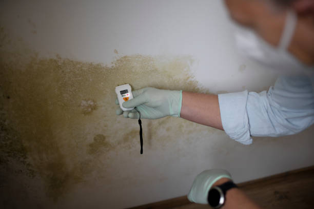 Best Commercial Mold Removal  in Warm Springs, CA