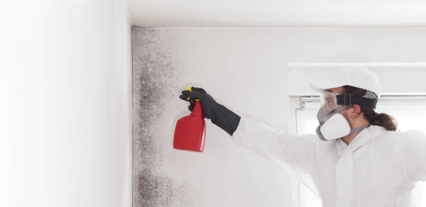 Best Mold Testing  in Warm Springs, CA