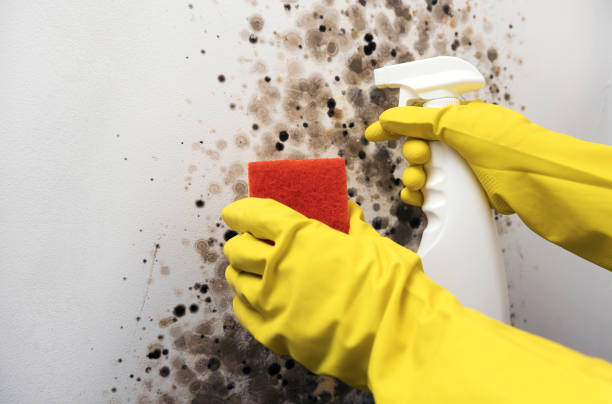 Best Mold Testing  in Warm Springs, CA
