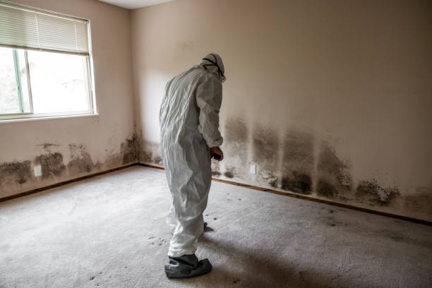 Best Toxic Mold Removal  in Warm Springs, CA