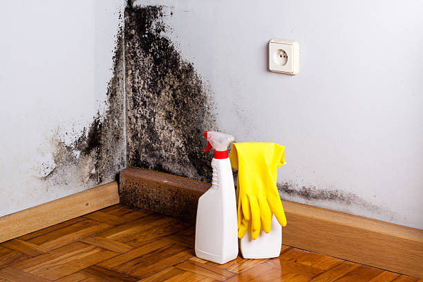 Best Mold Cleaning Services  in Warm Springs, CA