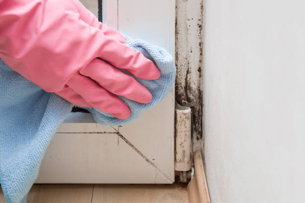 Best Black Mold Removal  in Warm Springs, CA
